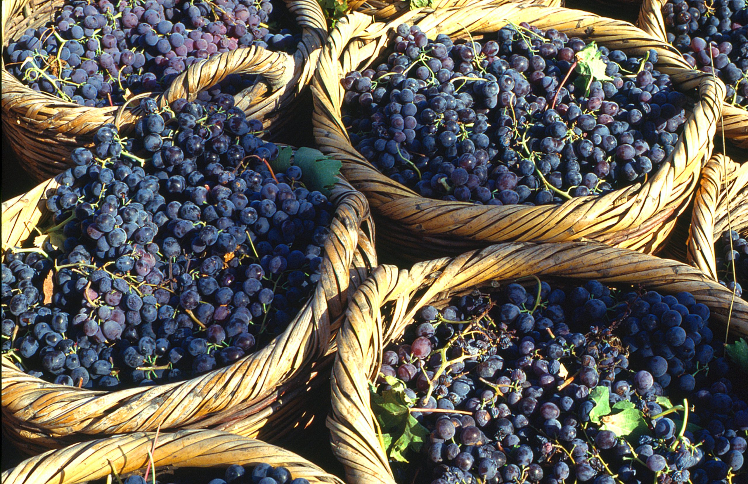 Cypriot-grapes