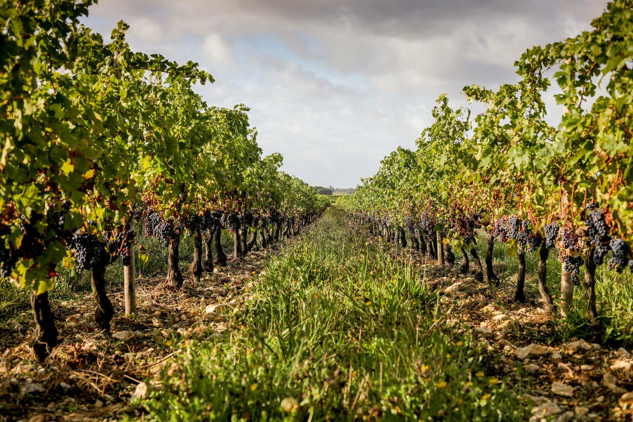 vineyard